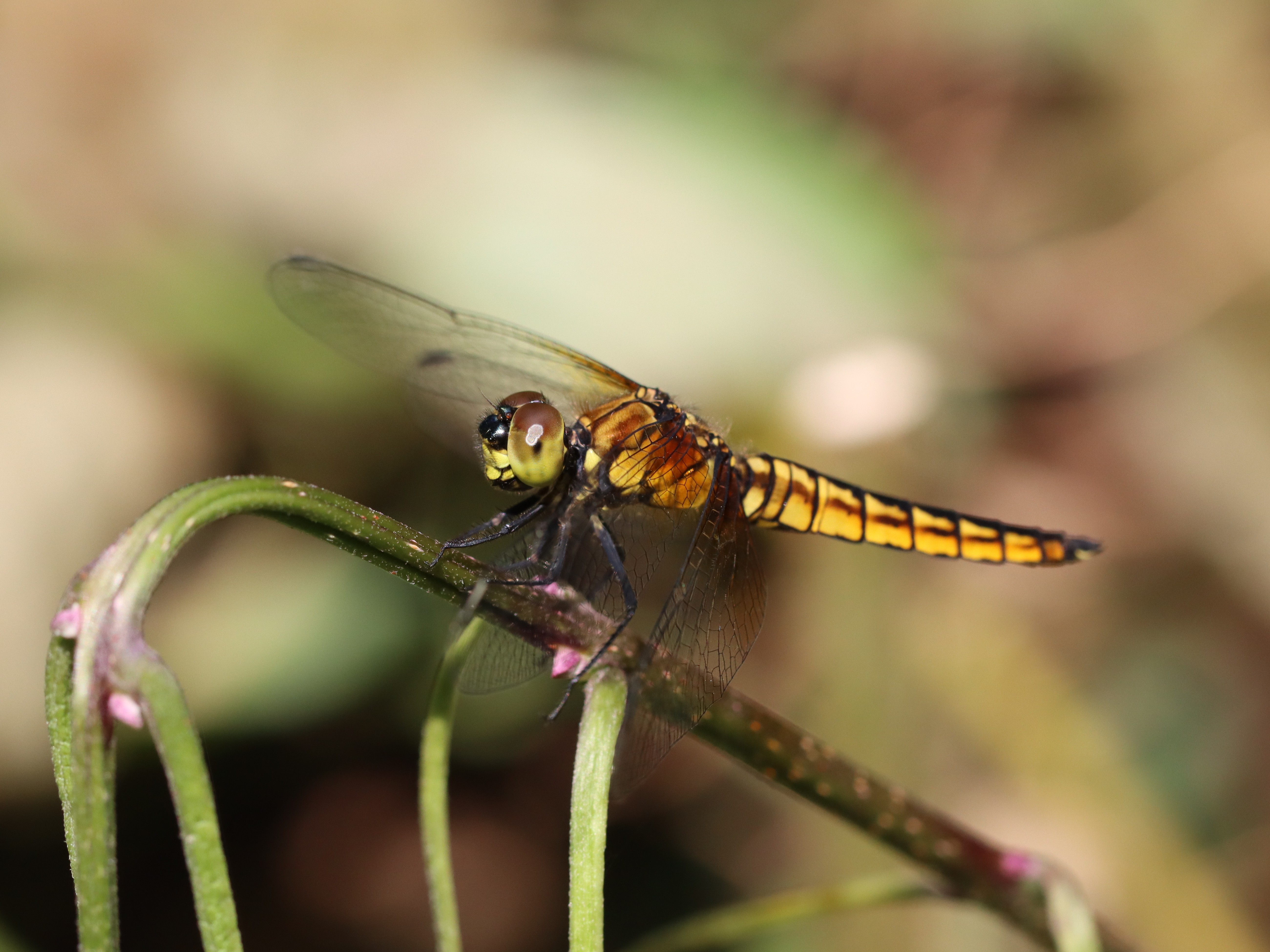 ハラビロトンボ2